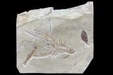 Fossil Lobster & Four Fossil Fish - Hakel, Lebanon #70453-1